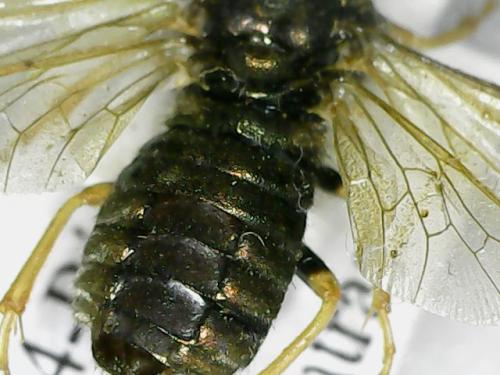Abia nitens